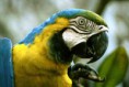 /album/amazonas/ima04-jpg/
