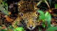 /album/amazonas/ima07-jpg/