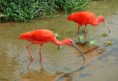 /album/amazonas/ima08-jpg/