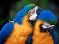 /album/amazonas/ima09-jpg/