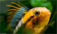 /album/amazonas/ima10-jpg/