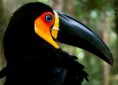 /album/amazonas/ima11-jpg/