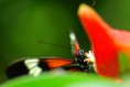 /album/amazonas/ima12-jpg/