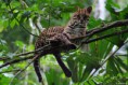 /album/amazonas/ima16-jpg/