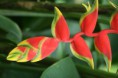 /album/amazonas/ima17-jpg/